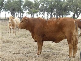 110  Charolais X Droughtmaster Heifers