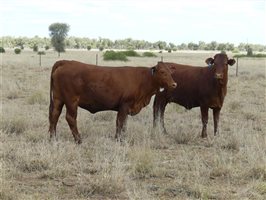 110  Charolais X Droughtmaster Heifers