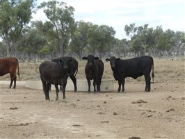 110  Charolais X Droughtmaster Heifers