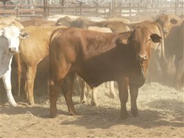 124  Charolais X Droughtmaster Steers