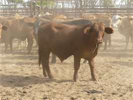 124  Charolais X Droughtmaster Steers