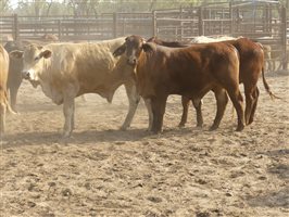 124  Charolais X Droughtmaster Steers