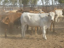 124  Charolais X Droughtmaster Steers