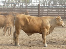 124  Charolais X Droughtmaster Steers