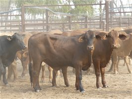 124  Charolais X Droughtmaster Steers