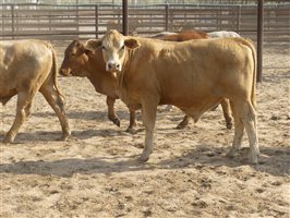 124  Charolais X Droughtmaster Steers