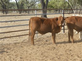 124  Charolais X Droughtmaster Steers