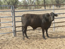 124  Charolais X Droughtmaster Steers