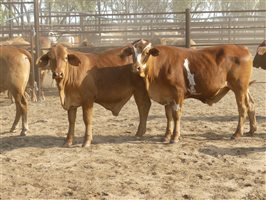 124  Charolais X Droughtmaster Steers