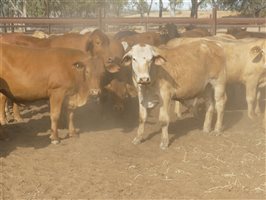 124  Charolais X Droughtmaster Steers