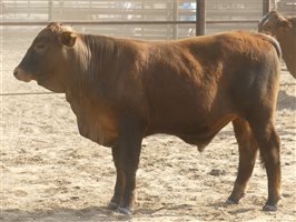 124  Charolais X Droughtmaster Steers