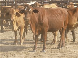 124  Charolais X Droughtmaster Steers