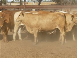 124  Charolais X Droughtmaster Steers