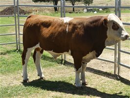 14  Simmental Bulls