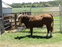 14  Simmental Bulls