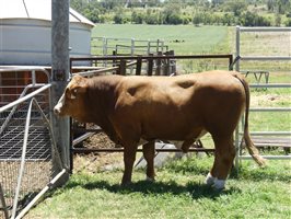 14  Simmental Bulls