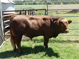 14  Simmental Bulls