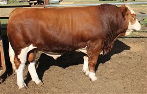 14  Simmental Bulls