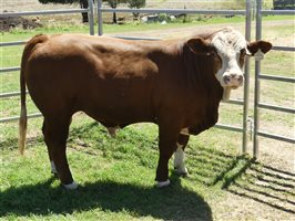 14  Simmental Bulls