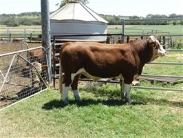 14  Simmental Bulls