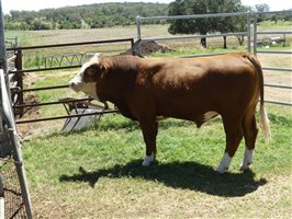 14  Simmental Bulls