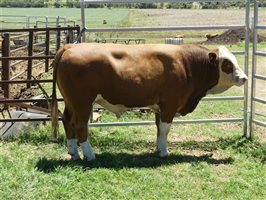 14  Simmental Bulls