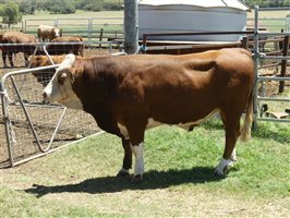 14  Simmental Bulls