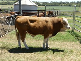 14  Simmental Bulls