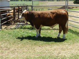 14  Simmental Bulls