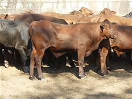 102  Santa Gertrudis Steers