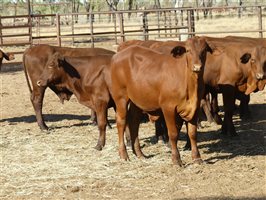 102  Santa Gertrudis Steers