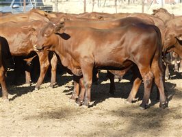 102  Santa Gertrudis Steers