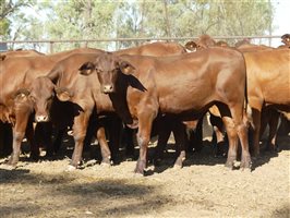 102  Santa Gertrudis Steers