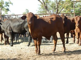 102  Santa Gertrudis Steers