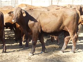 102  Santa Gertrudis Steers