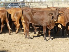 102  Santa Gertrudis Steers