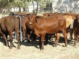 102  Santa Gertrudis Steers