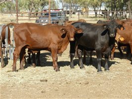 102  Santa Gertrudis Steers