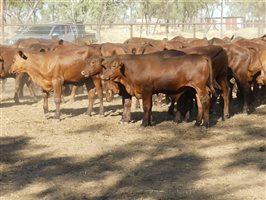 102  Santa Gertrudis Steers