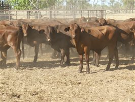 102  Santa Gertrudis Steers