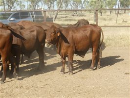 102  Santa Gertrudis Steers