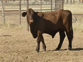 102  Santa Gertrudis Steers