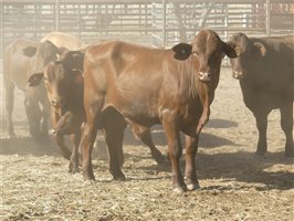 102  Santa Gertrudis Steers