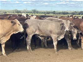 110  Simmental X Hereford Steers