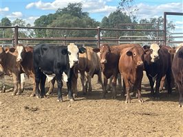 110  Simmental X Hereford Steers
