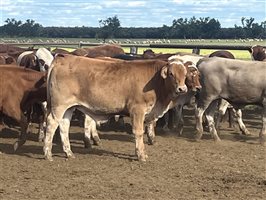 110  Simmental X Hereford Steers