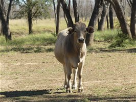 300  Charolais X Droughtmaster Steers