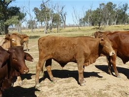 300  Charolais X Droughtmaster Steers