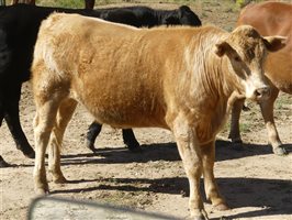 300  Charolais X Droughtmaster Steers