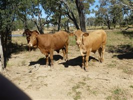 300  Charolais X Droughtmaster Steers